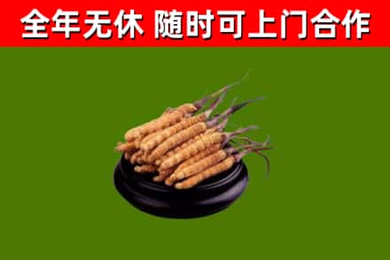 池州烟酒回收冬虫夏草.jpg